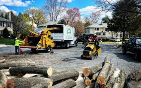 How Our Tree Care Process Works  in Hugo, MN